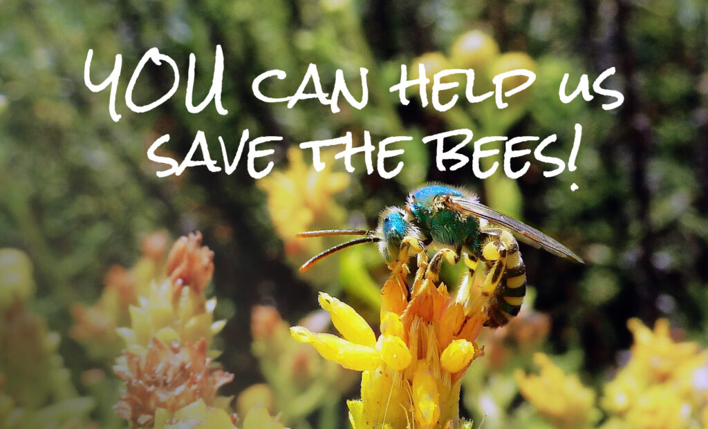 Bee Monitoring Project - Torrey Pines Docent Society