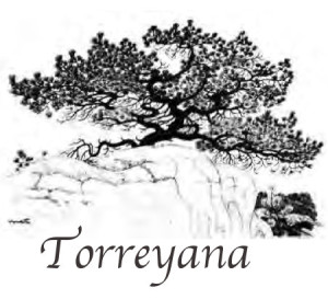 Torreyana