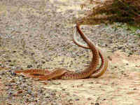 Red Diamondbacks in combat dance