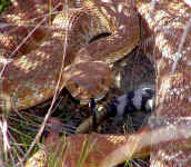 Southern Pacific Rattlesnake