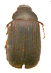 Serica